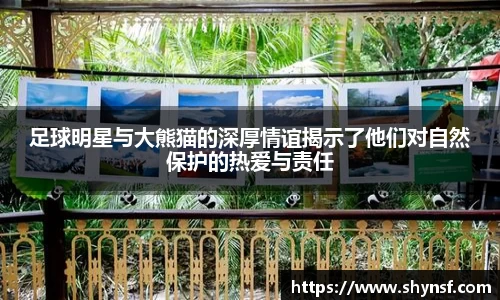 足球明星与大熊猫的深厚情谊揭示了他们对自然保护的热爱与责任